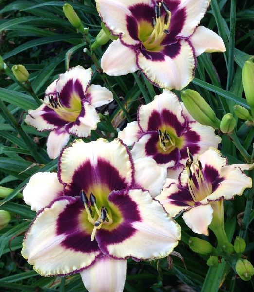 Hemerocallis ‘Moonlit Masquerade’